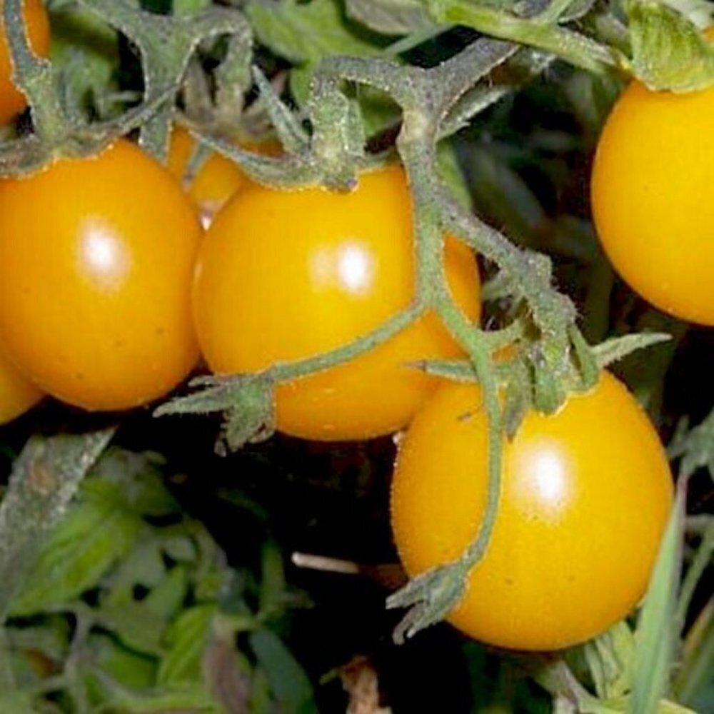 15pc Sun Gold Cherry Tomatoe Seeds